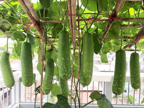 Giàn làm bằng cọc tre chắc chắn nên có thể chịu đựng được sức nặng của nhiều loại quả.