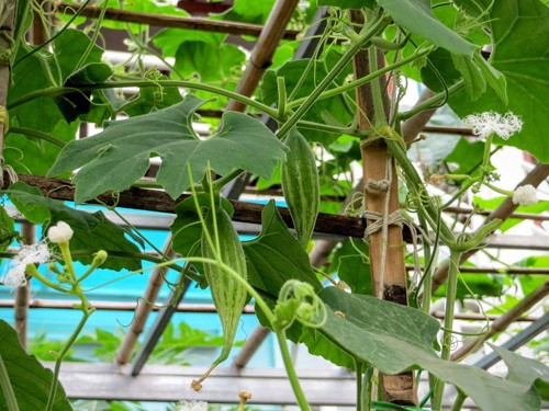 Chỉ với những thân cây tre đơn giản, ông Huynh làm giàn kiên cố cho những cây dây leo. Giàn quả lặc lè trông thích mắt.