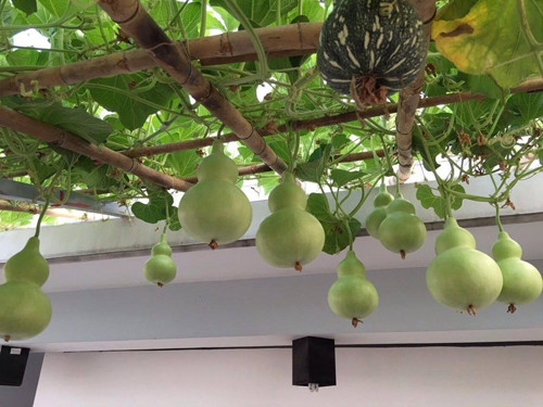 Giàn bầu hồ lô sai trĩu quả trên sân thượng của gia đình chị Thanh Huyền ở trong nhà phố 5 tầng tại TP HCM khiến nhiều người mê mẩn.