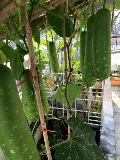 Giàn bầu sai quả tới mức nhiều lúc ăn không hết, chị Huyền lại đem biếu.