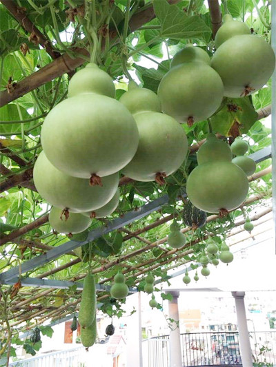 Sân thượng rộng 120 m2 của chị Huyền trồng nhiều loại rau trái khác nhau nhưng ấn tượng nhất là giàn bầu bí, hồ lô quả sai trĩu, ai nhìn cũng thích.