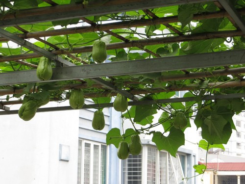 Giàn su su sai triua trên sân thượng của gia đình ông Bùi Tiến Huynh (70 tuổi) ở quận Đống Đa, Hà Nội, khiến nhiều người phải ngưỡng mộ.