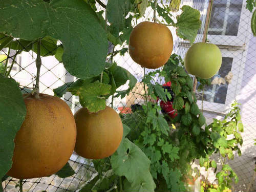 Nhìn giàn dưa đủ loại, quả nào quả nấy to, tròn lông lốc, treo lủng lẳng trên giàn dây xanh mướt của thiếu nữ Sài thành, ai thấy cũng thích thú.