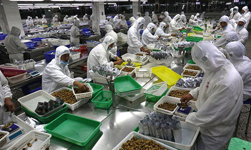 Công nhân đóng gói hạt dẻ vào túi trước khi phân phối ra thị trường.