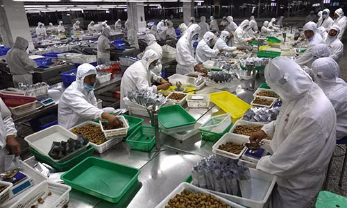 Công nhân đóng gói hạt dẻ vào túi trước khi phân phối ra thị trường.