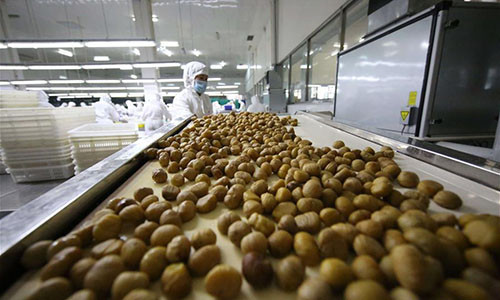 Dây chuyền tách vỏ hạt dẻ trong một nhà máy chế biến hạt dẻ tại Kuancheng Man Autonomous.