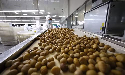 Dây chuyền tách vỏ hạt dẻ trong một nhà máy chế biến hạt dẻ tại Kuancheng Man Autonomous.