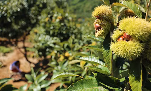 Thời điểm này, nông dân đang bắt tay vào thu hoạch hạt dẻ tại Kuancheng Man Autonomous, Thừa Đức, tỉnh Hà Bắc, Trung Quốc.