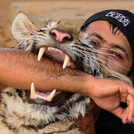 Dù Ả Rập Saudi đã ban bố lệnh cấm buôn bán và nuôi nhốt thú dữ vào năm 2011 với hình phạt 300 triệu đồng và 6 tháng ngồi tù, tuy nhiên, các đại gia Ả Rập vẫn sở hữu cả bộ sưu tập thú dữ.