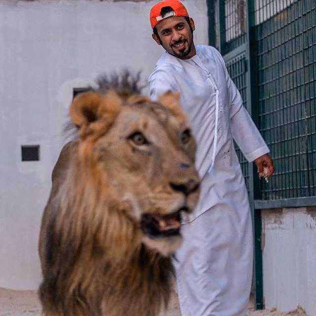 Humaid cũng đăng tải những hình ảnh mình chơi đùa thân thiết với những con mãnh thú và cho chúng ăn.