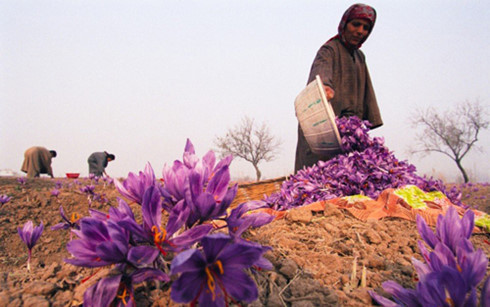 Chính vì lẽ đó mà giá cả của nhụy hoa nghệ tây lên tới khoảng 3.000-6.000 USD/1kg (tương đương 65-130 triệu đồng).