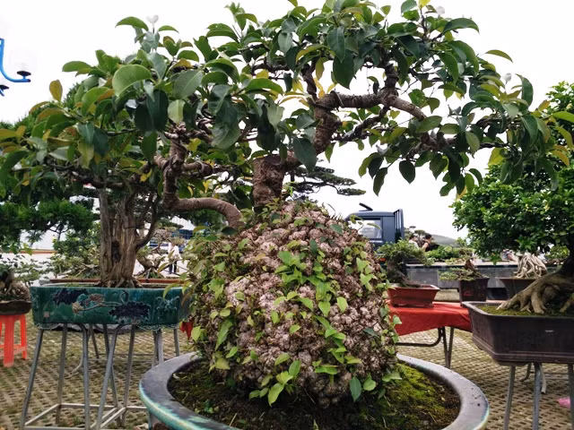 Chậu cây cảnh bonsai có gốc cây sần sùi, nhiều lộc non lạ mắt.