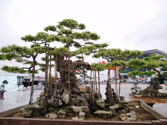 Cây sanh dáng cổ thụ với loạt rễ chùm đẹp mắt.