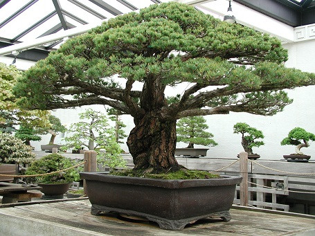 Cây bonsai cổ thụ 390 tuổi sống sót thần kỳ sau vụ ném bom nguyên tử ở Nhật.