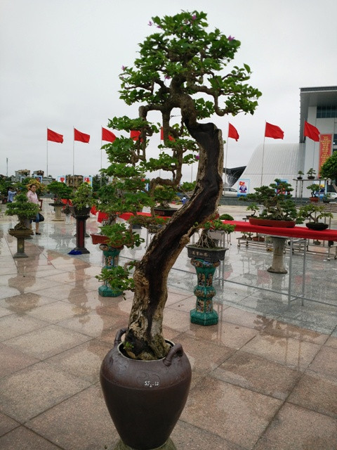 Sự kết hợp nghệ thuật tạo hình giữa bonsai và gốm sứ.