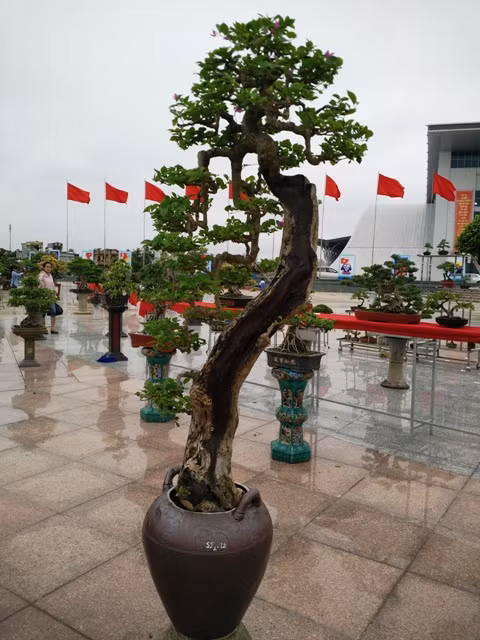 Sự kết hợp nghệ thuật tạo hình giữa bonsai và gốm sứ.