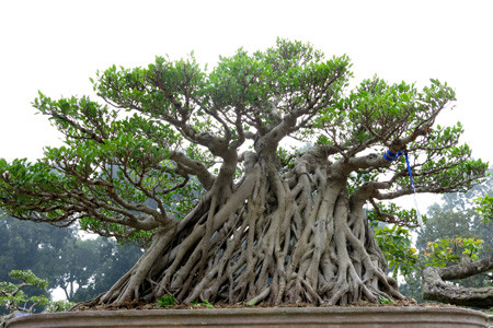 Gốc si dáng độc với bộ rễ chùm rộng.