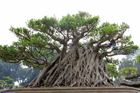 Gốc si dáng độc với bộ rễ chùm rộng.