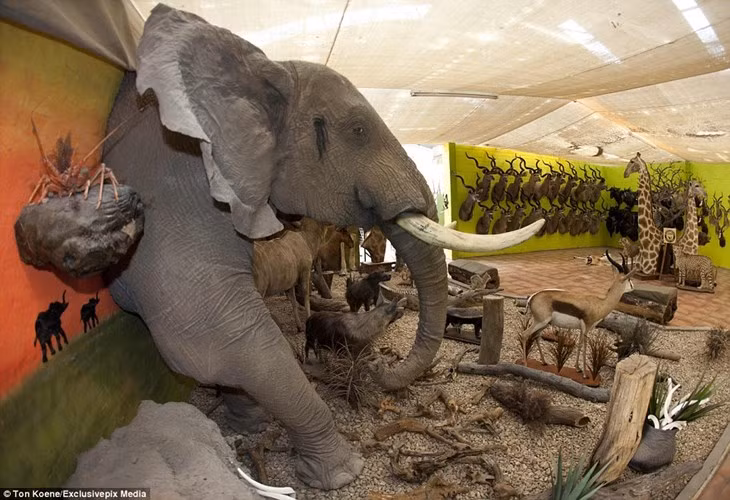 Chiếc đầu voi treo tường khổng lồ của xưởng Louw Mel có giá bán lên tới gần 1 tỷ đồng.