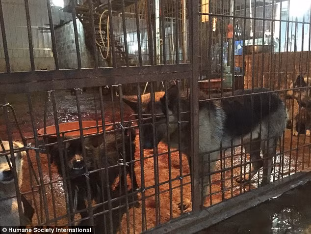 Có thể thấy những con vật bị nhốt trong chuồng bẩn thỉu.