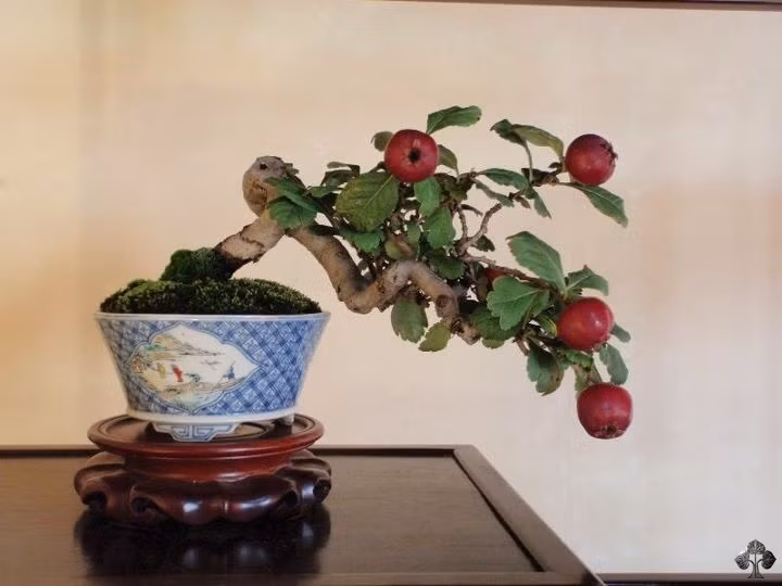 Bonsai táo đỏ.