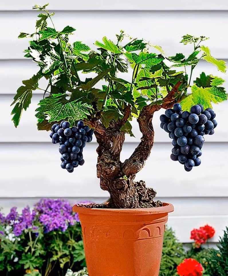 Cây nho bonsai.