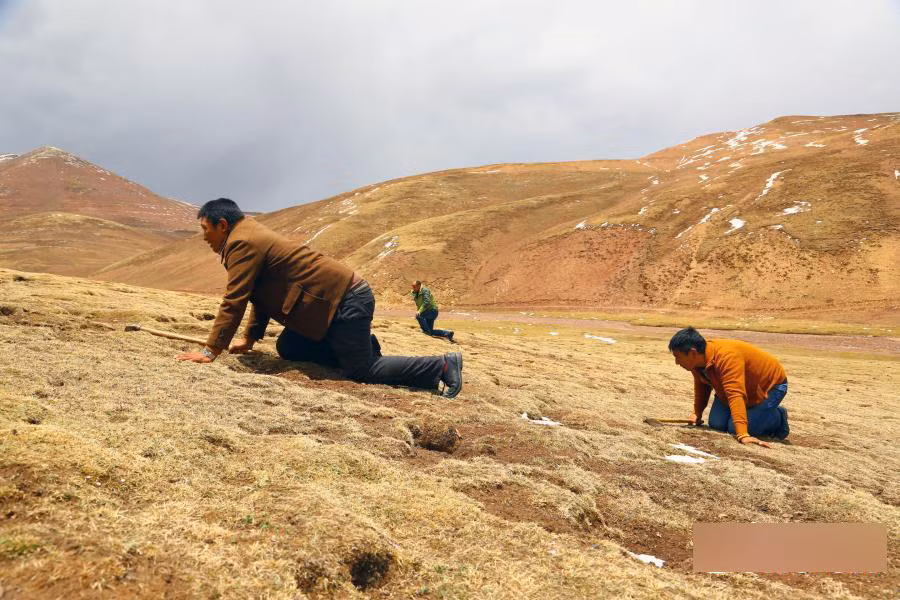 Những thợ săn đông trùng hạ thảo miệt mài đi tìm thần dược. Trong y học cổ truyền Tây tạng, loại dược liệu này được tin là giúp chống lại ung thư, ngăn ngừa quá trình lão hóa cũng như tăng cường hệ thống miễn dịch.