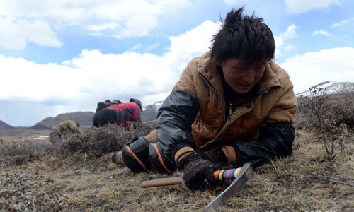 Mùa đi săn đông trùng hạ thảo bắt đầu từ tháng 5 cho tới tháng 8 hàng năm.