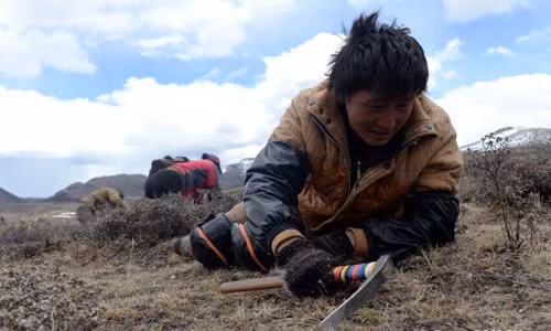 Mùa đi săn đông trùng hạ thảo bắt đầu từ tháng 5 cho tới tháng 8 hàng năm.