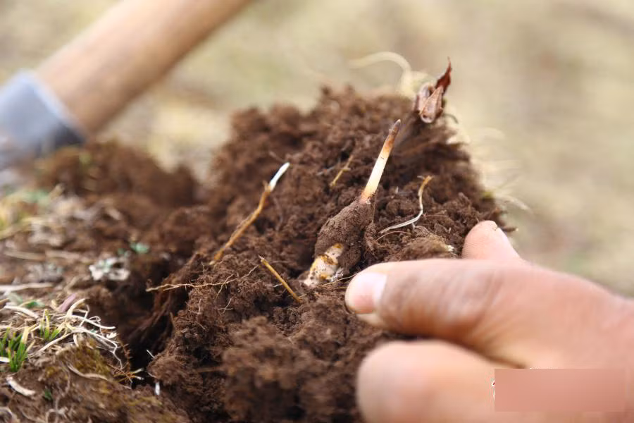Đông trùng hạ thảo nguyên con được tìm thấy trên cao nguyên Zadoi.
