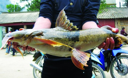 Cá lăng quý hiếm từng bắt được ở nhiều vùng sông Tiền Giang, Sêrêpốk với cân nặng lên tới 20kg, dài 1m. Loài cá này được nhiều người thích do chắc thịt, đặc biệt không có xương dăm. Thịt cá lăng "khổng lồ" có giá lên tới cả triệu đồng/kg.