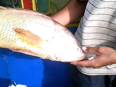 Hiện nay, bóng cá sủ được sử dụng làm chỉ khâu tự tiêu trong y học, đặc biệt có giá trị trên thị trường thế giới. Giá bóng cá sủ vàng tươi có giá 45.000 - 55.000 USD/kg tươi tuỳ theo độ dài của bóng và cá có trọng lượng 40 - 50kg thì bóng đạt khoảng 1kg tươi.