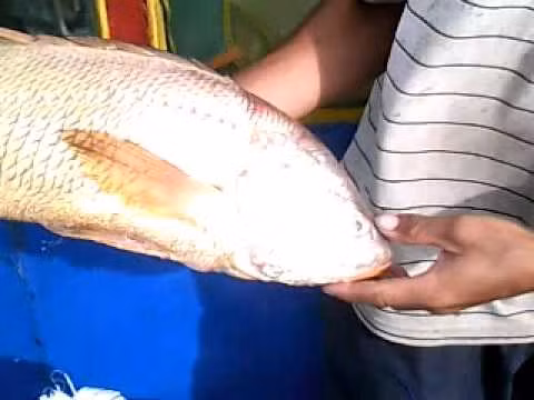 Hiện nay, bóng cá sủ được sử dụng làm chỉ khâu tự tiêu trong y học, đặc biệt có giá trị trên thị trường thế giới. Giá bóng cá sủ vàng tươi có giá 45.000 - 55.000 USD/kg tươi tuỳ theo độ dài của bóng và cá có trọng lượng 40 - 50kg thì bóng đạt khoảng 1kg tươi.