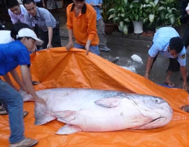 Mới đây, một con cá tra dầu khổng lồ có trọng lượng hơn 200kg và cá trà sóc nặng 55kg từ Campuchia được chuyển về phục vụ khách Sài Gòn.