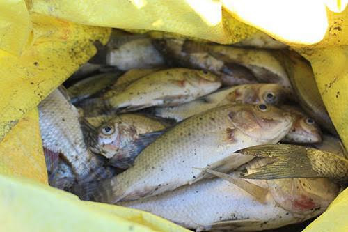 Nghe An: Ca chet hang loat tai ho dap do nang nong-Hinh-3