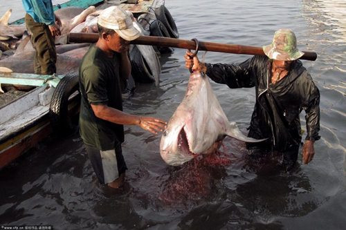 Cũng theo anh Hiệp, nghề săn cá mập đã xuất hiện hơn trăm năm có lẻ. Đối với những người thợ nghiệp dư, mới vào nghề hay đã có đai đẳng cấp, việc mất bàn tay, cụt ngón chân hay lãnh trọn hàm răng của cá mập là điều khó có thể tiên đoán trước.