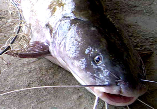 Để bắt được loài “thủy quái” khổng lồ vốn được mệnh danh là “chúa tể” sông Gâm, khi các cần thủ đi câu thường không đi riêng mà phải có 2 - 3 người. Dụng cụ săn cá là những can nhựa, phao, xăm xe máy được buộc vào những cây lao sắc nhọn. Khi cá Chiên dính bẫy câu, mắc lưới thì phóng lao thẳng vào đầu mới bắt được cá Chiên.