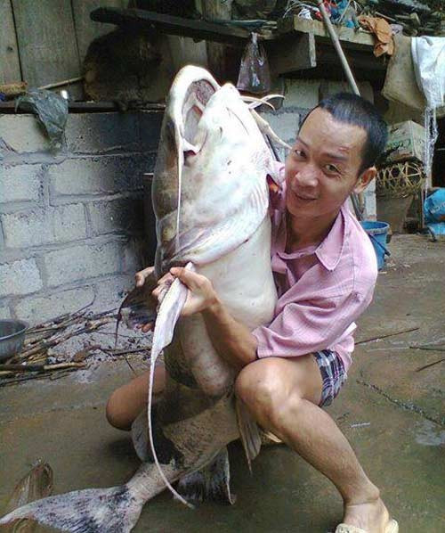 Người săn thủy quái trên sông Gâm: Với thâm niên hơn 30 năm săn cá Chiên, "thợ săn" Lương Văn Vàng (60 tuổi), sống bên bờ sông Gâm, huyện Bảo Lạc, tỉnh Cao Bằng hồ hởi kể về chiến tích săn cá của mình: "Tôi không nhớ nổi mình đã bắt được bao nhiêu con cá Chiên nữa. Con cá nặng nhất tôi bắt được là khoảng 60 kg".