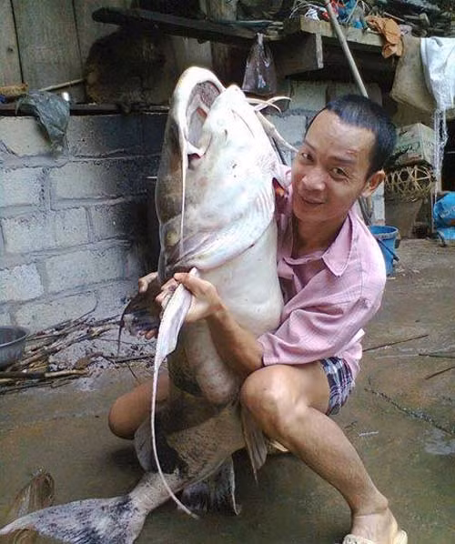 Người săn thủy quái trên sông Gâm: Với thâm niên hơn 30 năm săn cá Chiên, "thợ săn" Lương Văn Vàng (60 tuổi), sống bên bờ sông Gâm, huyện Bảo Lạc, tỉnh Cao Bằng hồ hởi kể về chiến tích săn cá của mình: "Tôi không nhớ nổi mình đã bắt được bao nhiêu con cá Chiên nữa. Con cá nặng nhất tôi bắt được là khoảng 60 kg".