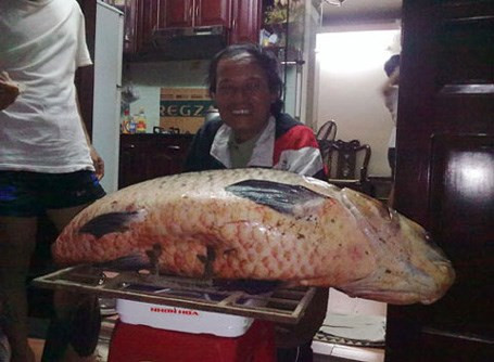 Để bắt được “thủy quái” 2,5 tạ, đám thợ chục người phải quần nhau với con cá suốt một tiếng đồng hồ, ai nấy mệt lử, nó mới chịu nằm im. Hệ thống dây thừng được buộc chặt đầu đuôi, tránh tình trạng rách lưới, rồi hàng chục người hò dô mới kéo được con “quái vật” này lên bờ.