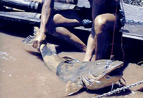 Việc săn cá Chiên cũng gặp khá nhiều rủi ro, có những thợ săn bỏ mạng vì chiến đấu với loài cá chúa tể. Đã có nhiều trường hợp chủ quan, ngư dân kéo lưới bị sẩy chân tụt xuống nước, cá chiên điên tiết lao vào đâm gãy xương ngực, khiến người đi câu chết ngay tại chỗ.