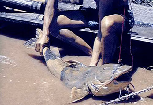 Việc săn cá Chiên cũng gặp khá nhiều rủi ro, có những thợ săn bỏ mạng vì chiến đấu với loài cá chúa tể. Đã có nhiều trường hợp chủ quan, ngư dân kéo lưới bị sẩy chân tụt xuống nước, cá chiên điên tiết lao vào đâm gãy xương ngực, khiến người đi câu chết ngay tại chỗ.