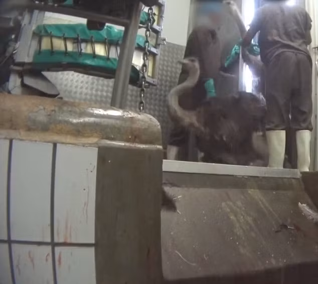 Tổ chức Bảo vệ Quyền lợi Động vật (PETA) vừa công bố những hình ảnh cho thấy sự thật gây sốc đằng sau việc sản xuất nguyên liệu da đà điểu. Đó là những hình ảnh chụp lén tại hai công ty đà điểu giết mổ lớn nhất thế giới, trong đó có công ty cung cấp da đà điểu độc quyền cho nhà mốt Hermès Birkins.