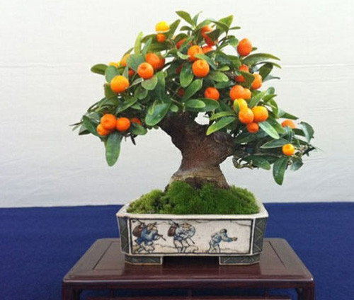 Cây quất: Trong phong thủy, người ta cho rằng quất là biểu tượng của sự sung túc và thành tựu quanh năm. Cây quất theo quan niệm dân gian còn là biểu tượng sức khỏe, bình an, trường thọ và sự may mắn trong tình duyên. Người kinh doanh thường đặt hai chậu quất lớn nhiều quả trước cửa nhà với mong muốn mang lại sự phát đạt, tiền tài nhiều trong năm mới.