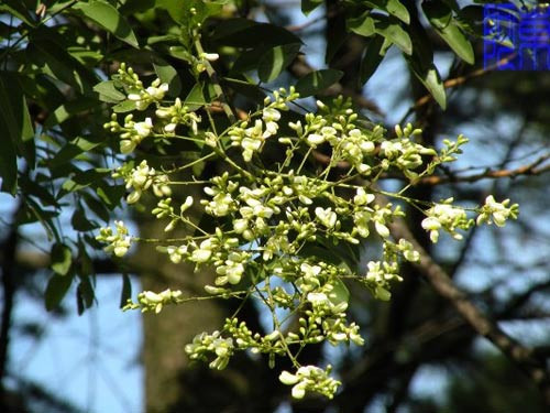 Cây hòe: Cây hòe còn gọi là cây "lộc". Từ xưa, nhiều người luôn coi cây hòe là biểu tượng của sự giàu sang phú quý. Nhân gian thường trồng hòe trước cửa nhà với ước mong con cái thành danh sau này. Có người trồng hòe phía sau nhà thì lại bị coi như bế tắc công danh.