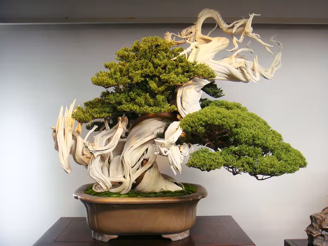 Cây bonsai cổ thụ với tuổi đời hơn 800 năm tuổi.