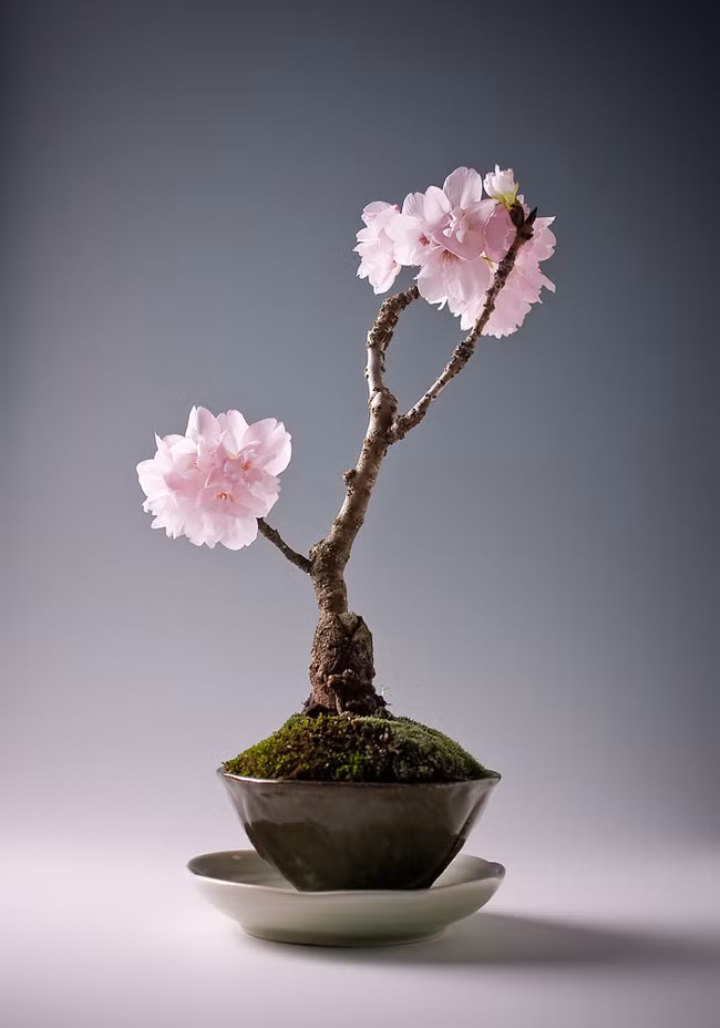 Chậu bonsai hoa anh đào đẹp lung linh.