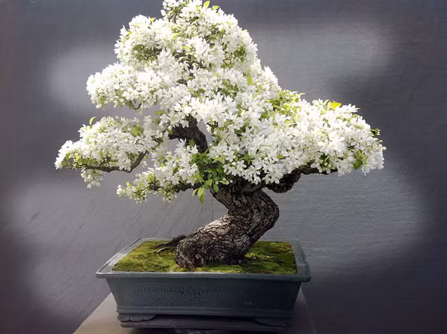 Cây táo bonsai nổi bật với sắc hoa trắng tuyệt đẹp.
