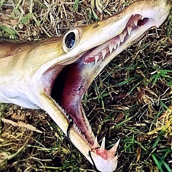 Cá lạt dài như rắn nhưng lại có hàm răng sắc nhọn và chiếc miệng như cá heo.