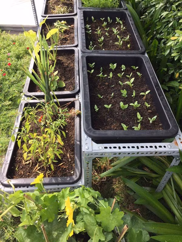 Vì không có nhiều thời gian nên việc chăm sóc cho vườn rau nhỏ của mình cô nhờ giúp việc. Nhưng khi rảnh rỗi cô lại lên tưới rau và ngắm cây, tận hưởng không khí trong lành.